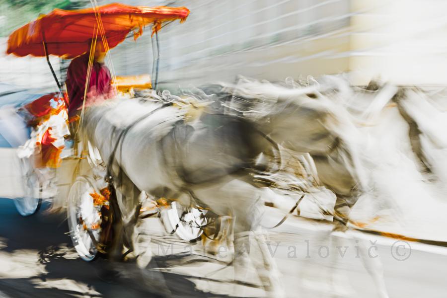 White Horses | horse-drawn carriage | Expressive fine art photo ready to print