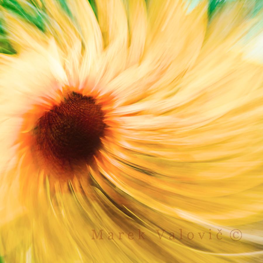 Impressionism Fine art photo of sunflower | JPEG file ready to print