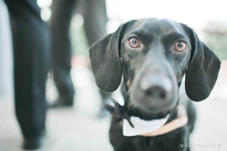 wedding dog looking directly to the camera